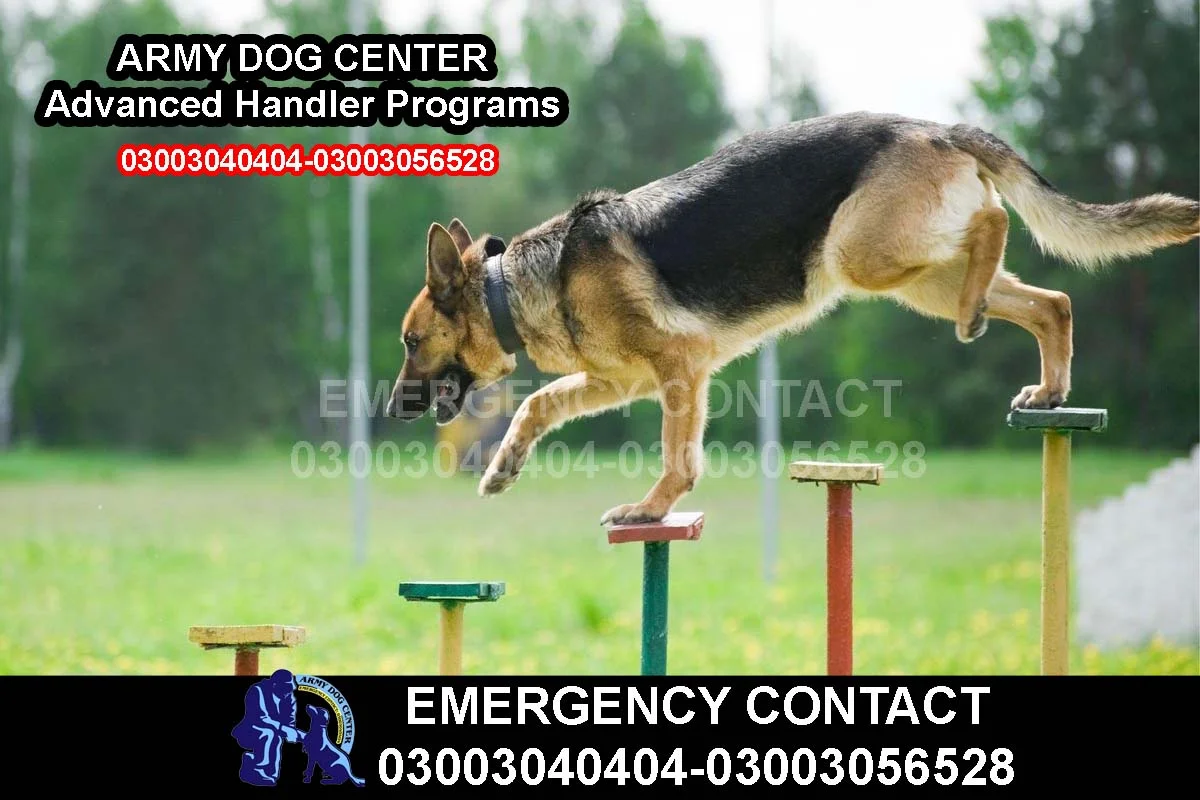 Training 7 ARMY DOG CENTER Advanced Handler Programs