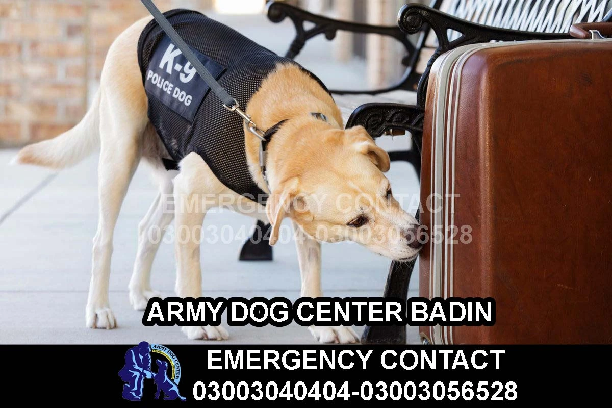 Home 4 ARMY DOG CENTER BADIN