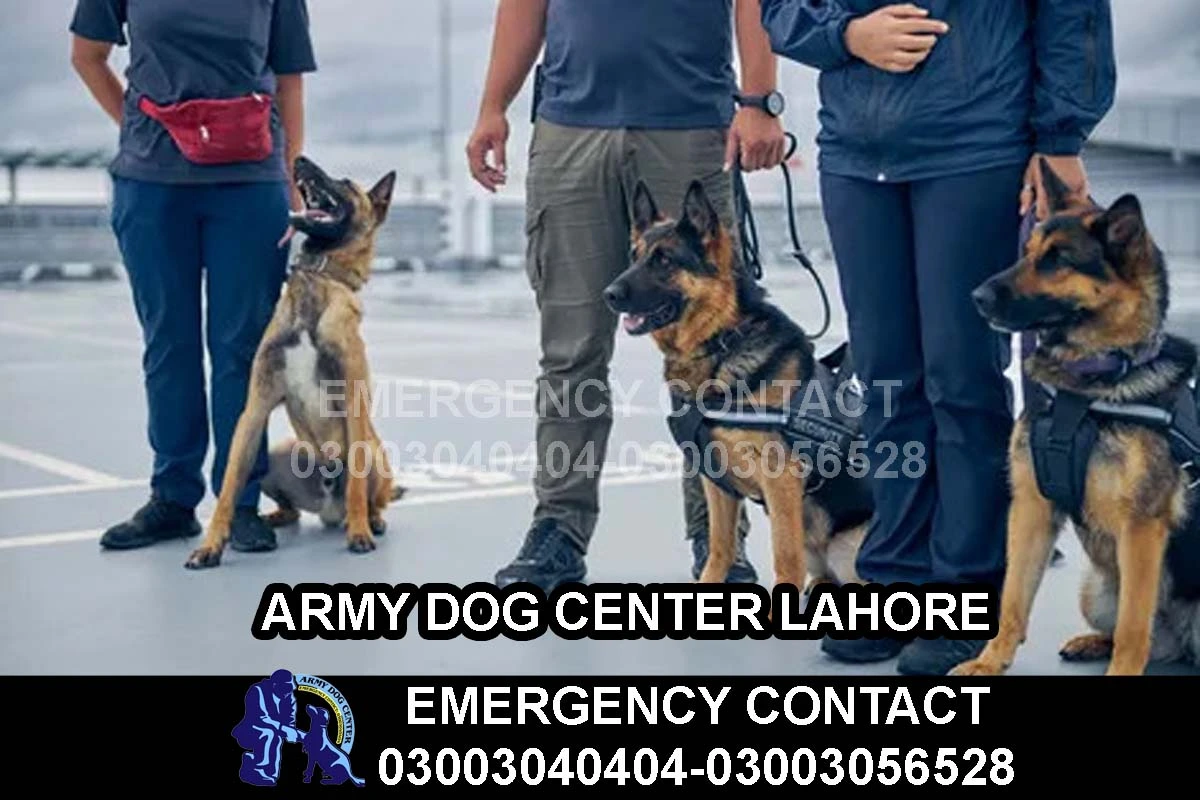 Home 6 ARMY DOG CENTER LAHORE
