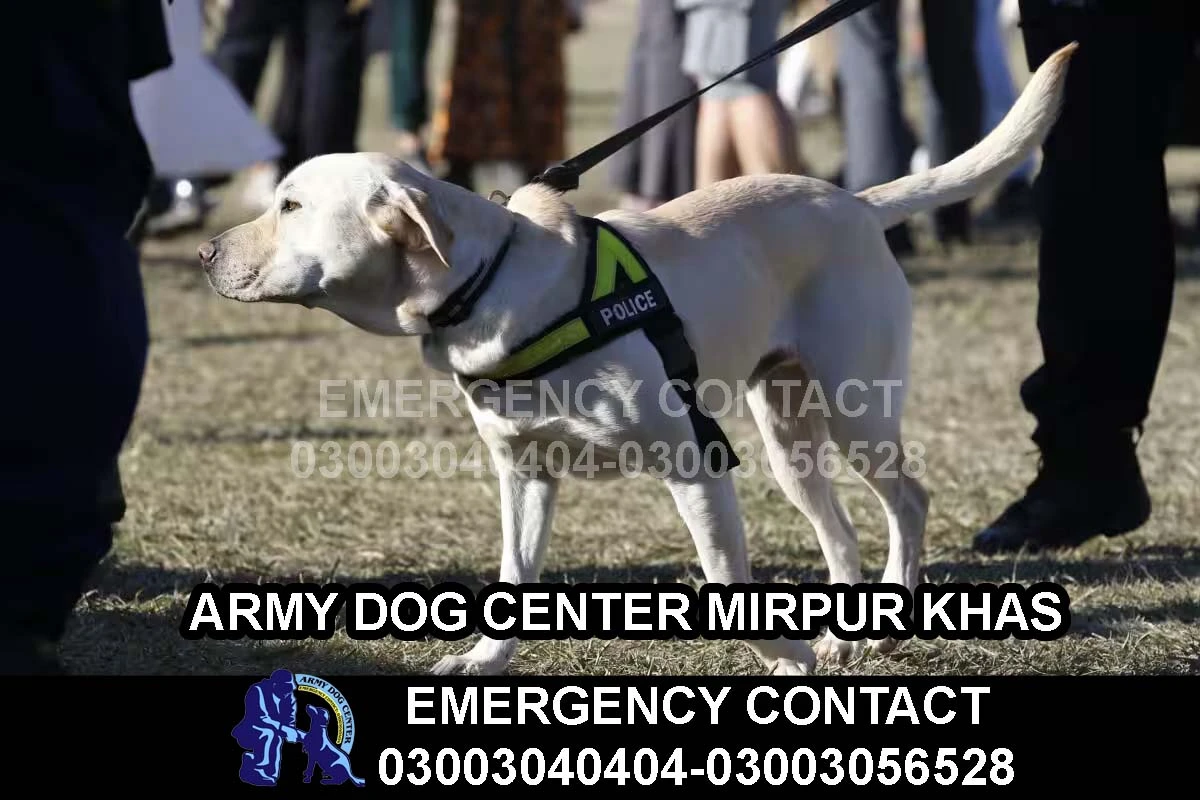 Home 5 ARMY DOG CENTER MIRPUR KHAS