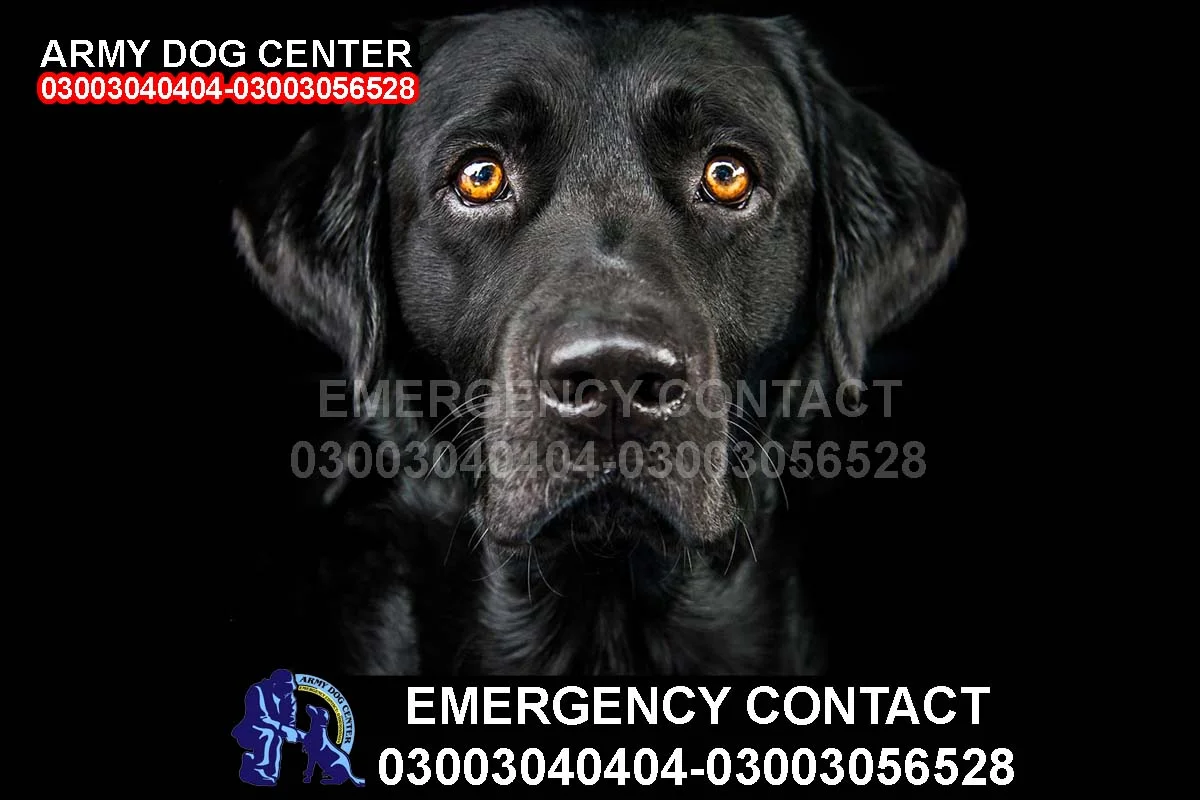 Army Dog Center Services in Khipro