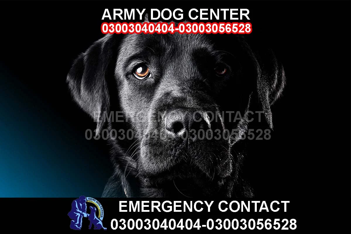 Army Dog Center Services in Multan