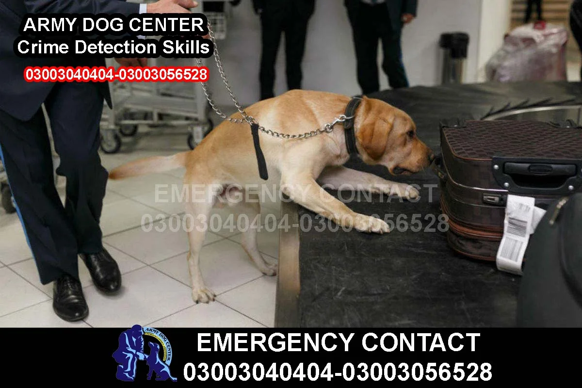 Training 4 army dog center Crime Detection Skills