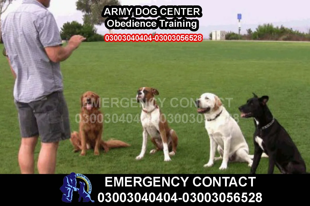 Training 2 army dog center Obedience Training
